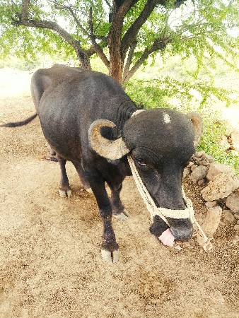 વેસવાનીસે