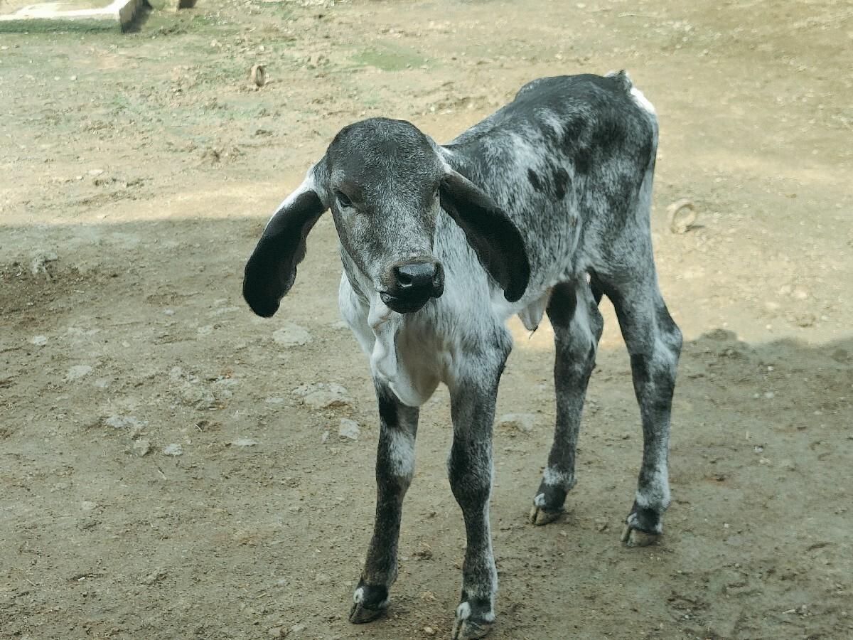 વાછડી વેચવાની છે
