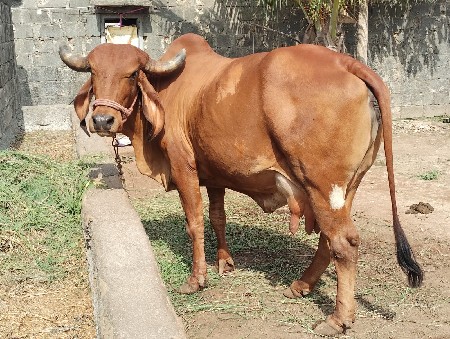 2 વેતર