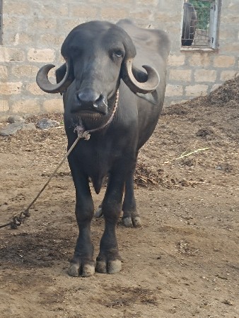 દેવભૂમિ દ્વારકા જિલ્લાના ખંભાળિયા