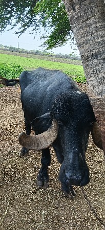 ભેંસ વેચવાની છે