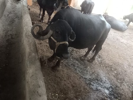 ભેંસ વેચવાની છે