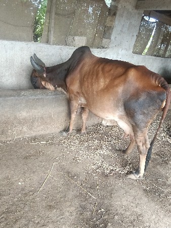 ગાય વેચવાની છે