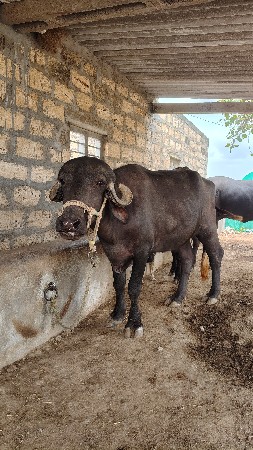 ખડેલું અને પાડી વેચવાની છે