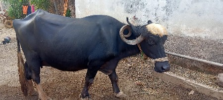 આ ભેશ વેચવા ની છે