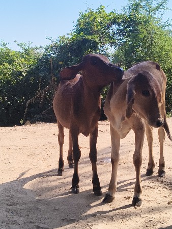 વાસડી