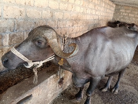 vechavani chhe