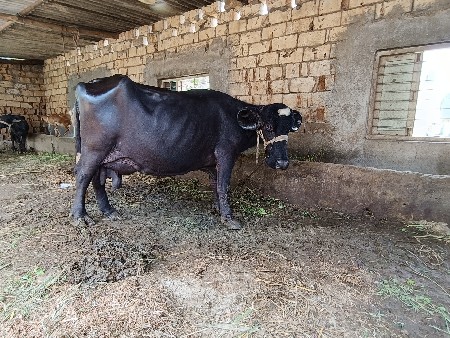 જાફરાબાદિ ભેંશ દેવાની છેં.
