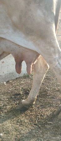 ગાય