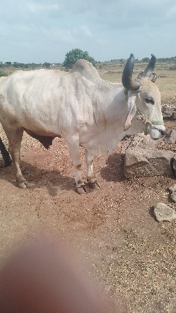 બળદ વેચવાનાં
