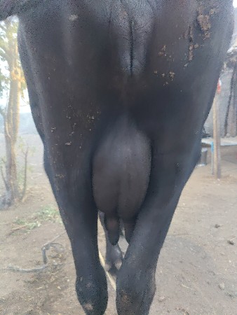 ખળેલી વેચવાની છે