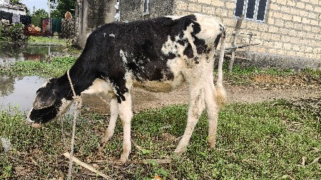 hf ક્રોસ વાસડી.