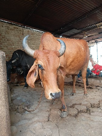 આ ગાય સાટા મા આપવાની છે