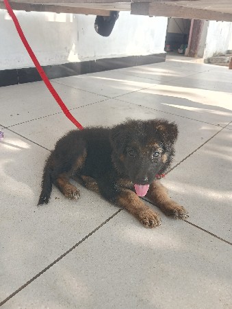 જર્મન શેફર્ડ