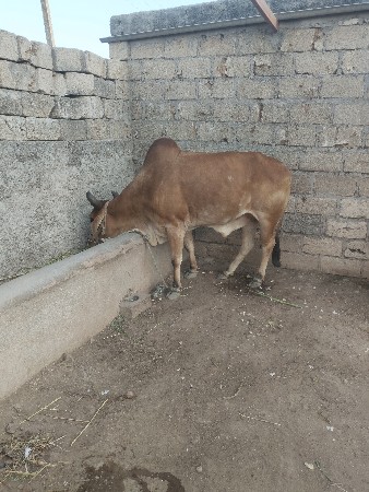 વેંચવાનો છે