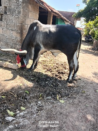 બળદ વેચવાના છે
