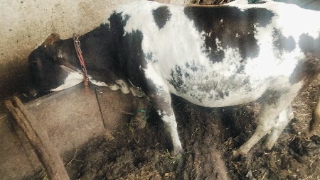 jarsi gai vechavani se