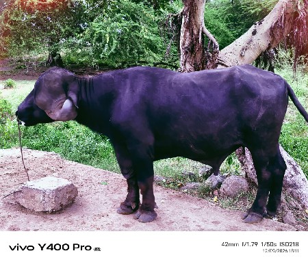 પાડો વેચવાનો છે