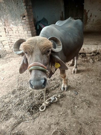 ભેંસ વેચવાની છે