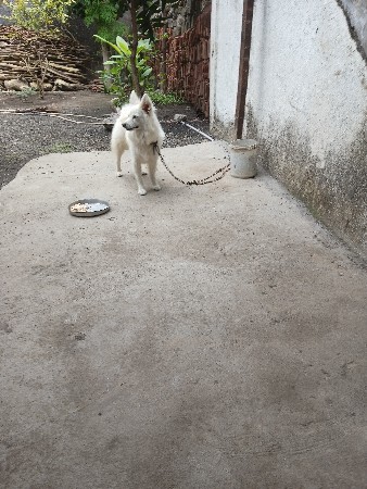 પામોલીયન મેલ