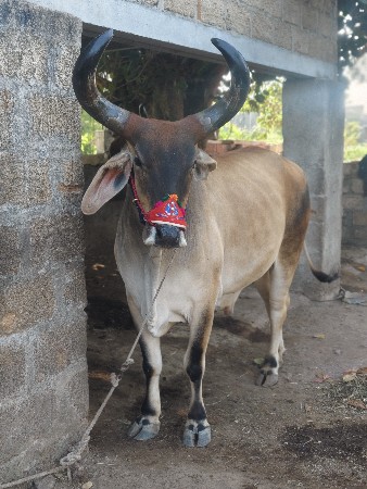 3 વાવણી કરેલ