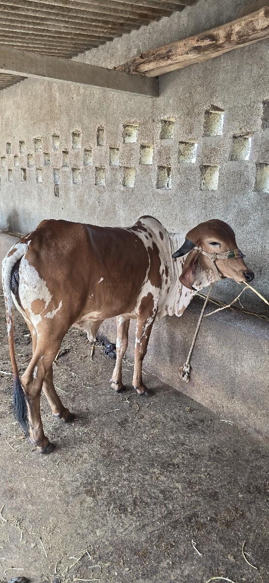 હોળકી