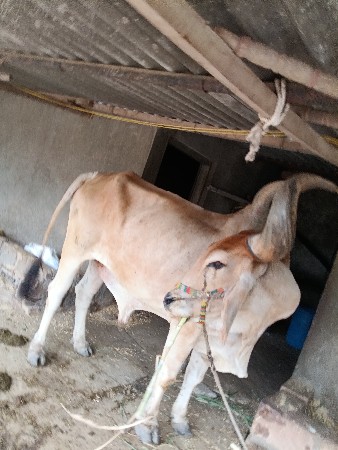 મફત આપી દેવાના છે