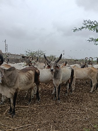 4 વર્ષ નો છે