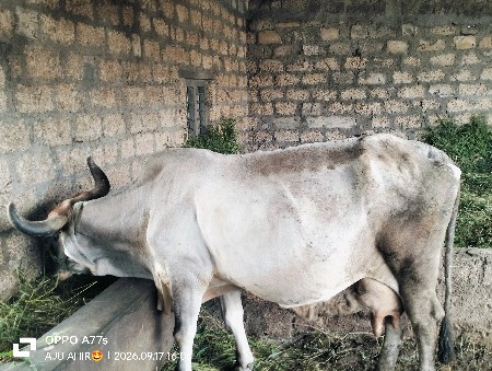 જર્સી ગાય વેચવાની છે