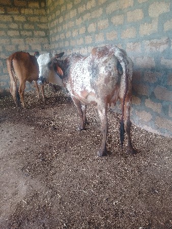 કોસજરસીહોડકીવેચવાનીછે