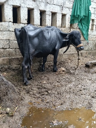 ભેસ વેચવાની છે