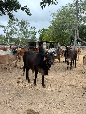 ગાય અને ખોટ બંને વેચવાના છે