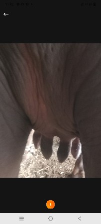 ભેંસ વેચવાની છે