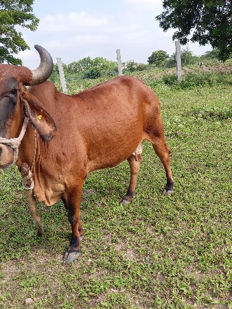 ગાય વેચવાની છે