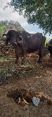 ભેંસ વેચવાની