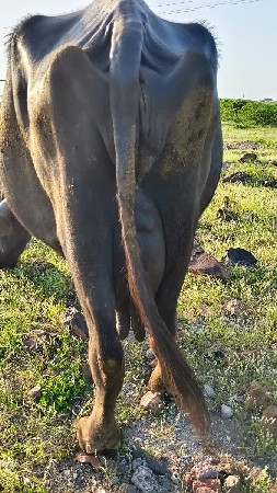 ભેંસ 6352771027