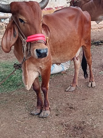 ગાય વેસવાની સે