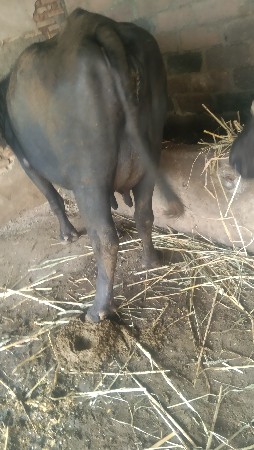 વેચવાની છે ભેંસ