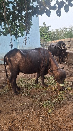ખળેલી વેચવાની છે