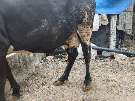 ગાય.વેચવાનીછે