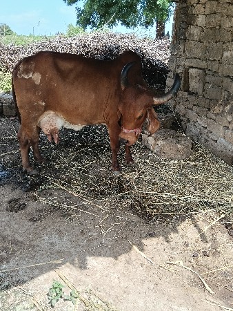 ગાય વેચવાની છે