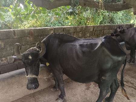 4 વેતર