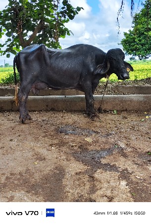 વેચવા ની છે