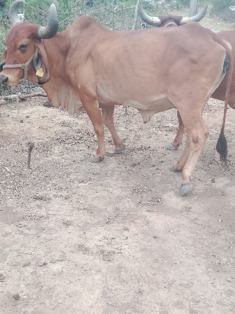 બે ગાયો વેચવાની છે