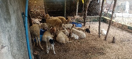 વેચવાના છે