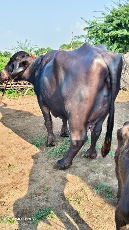 ભેંસ વેચવાની છે