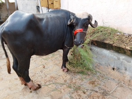 ભેંશ
મો.9725998208