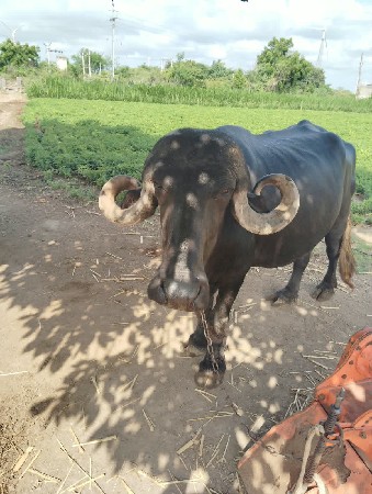 ભેંસ વેચવાની છે