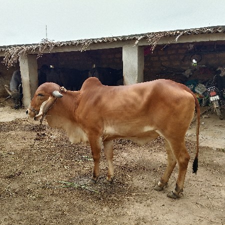 gir vasdi