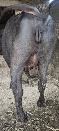 ખડેલી વેસવાની